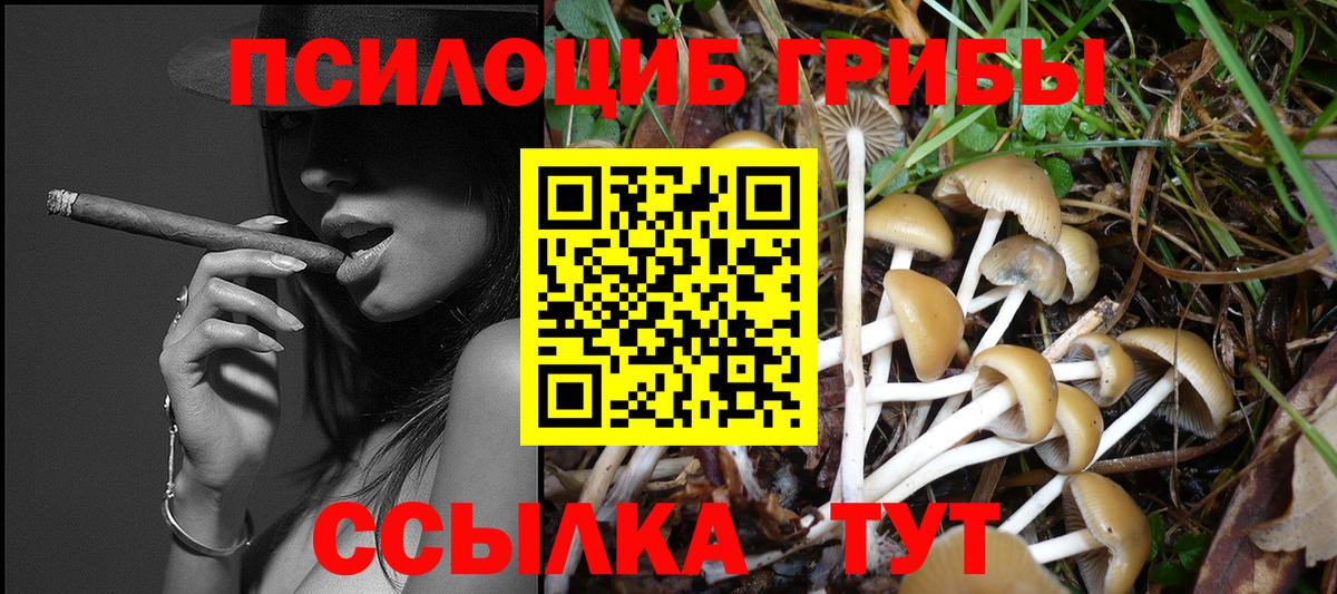 Галлюциногенные грибы Psilocybe Губкинский